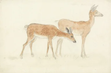 Cervo americano